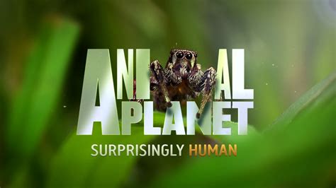 animal planet channel on dstv